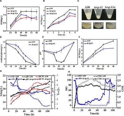 Two-Component-System RspA1/A2-Dependent Regulation on Primary Metabolism in Streptomyces albus A30 Cultivated With Glutamate as the Sole Nitrogen Source